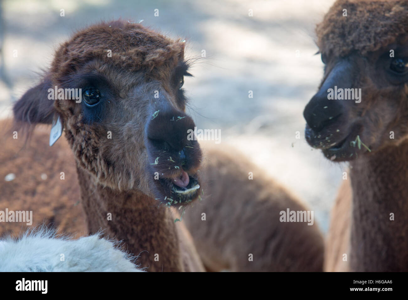 alpaca (Vicugna pacos) on a farm in New south wales,Australia Stock Photo