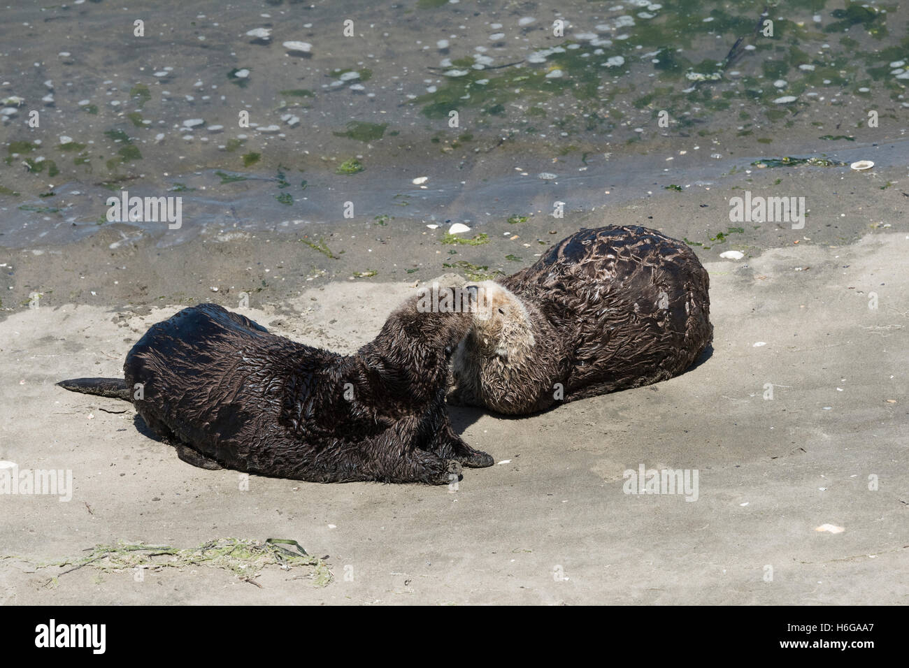 southern sea otters, Enhydra lutris nereis, sniff each other after coming ashore to bask, Moss Landing, California, USA Stock Photo