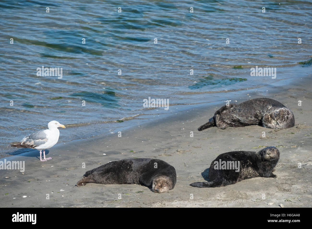 a gull, Larus sp., wanders among southern sea otters, Enhydra lutris nereis, basking on the beach, Moss Landing, California, USA Stock Photo