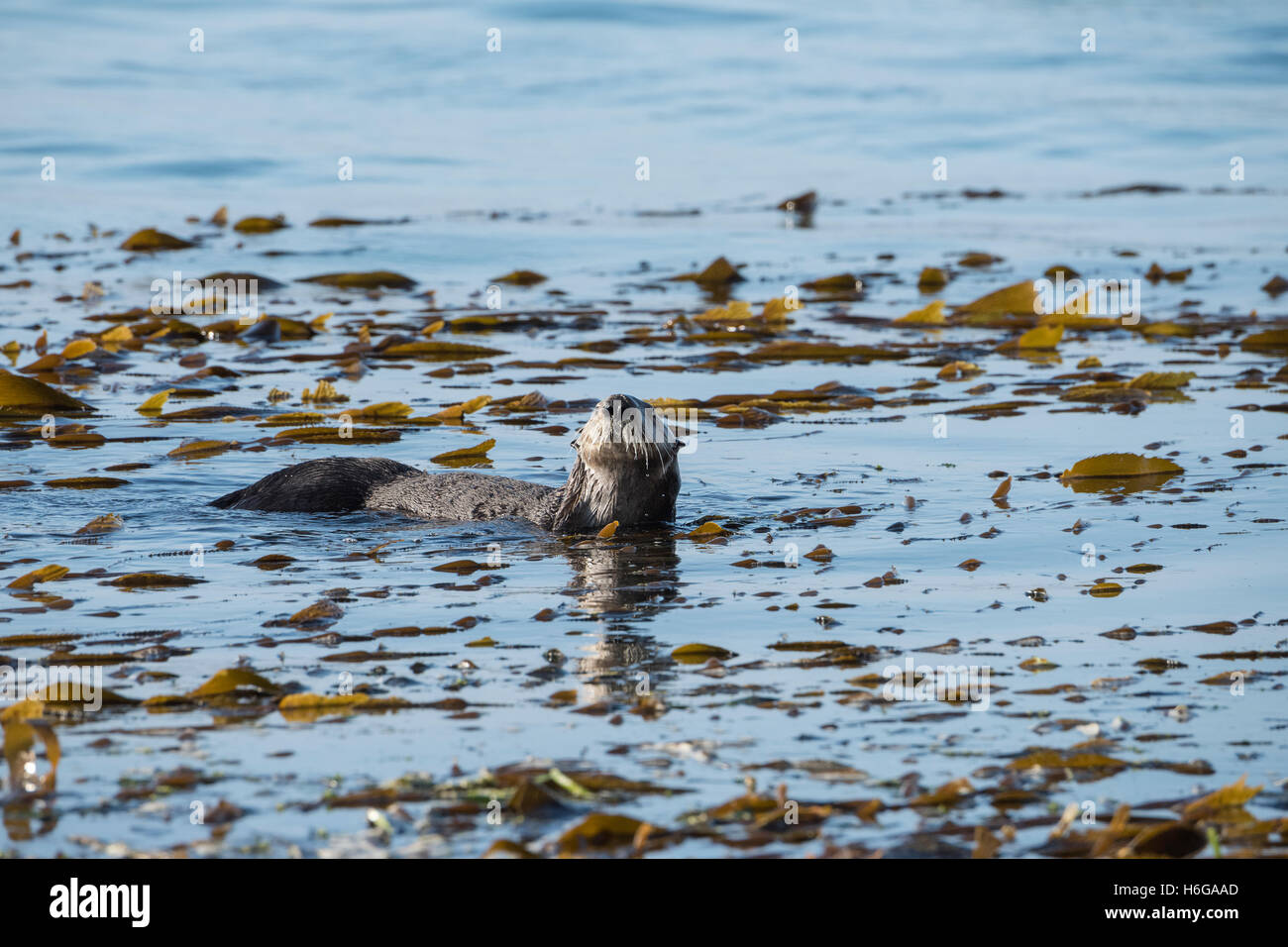 California sea otter, Enhydra lutris nereis, male spyhops and sniffs the air to locate nearby female, Morro Bay, California, USA Stock Photo