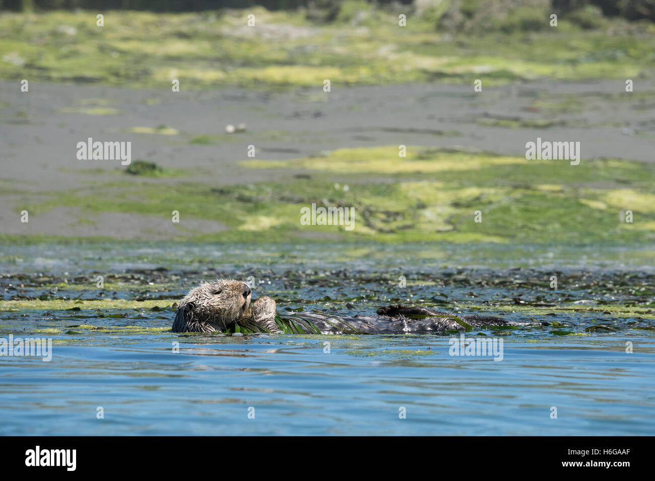 California sea otter, Enhydra lutris nereis, resting while wrapped in eel grass or eelgrass, Elkhorn Slough, California, USA Stock Photo