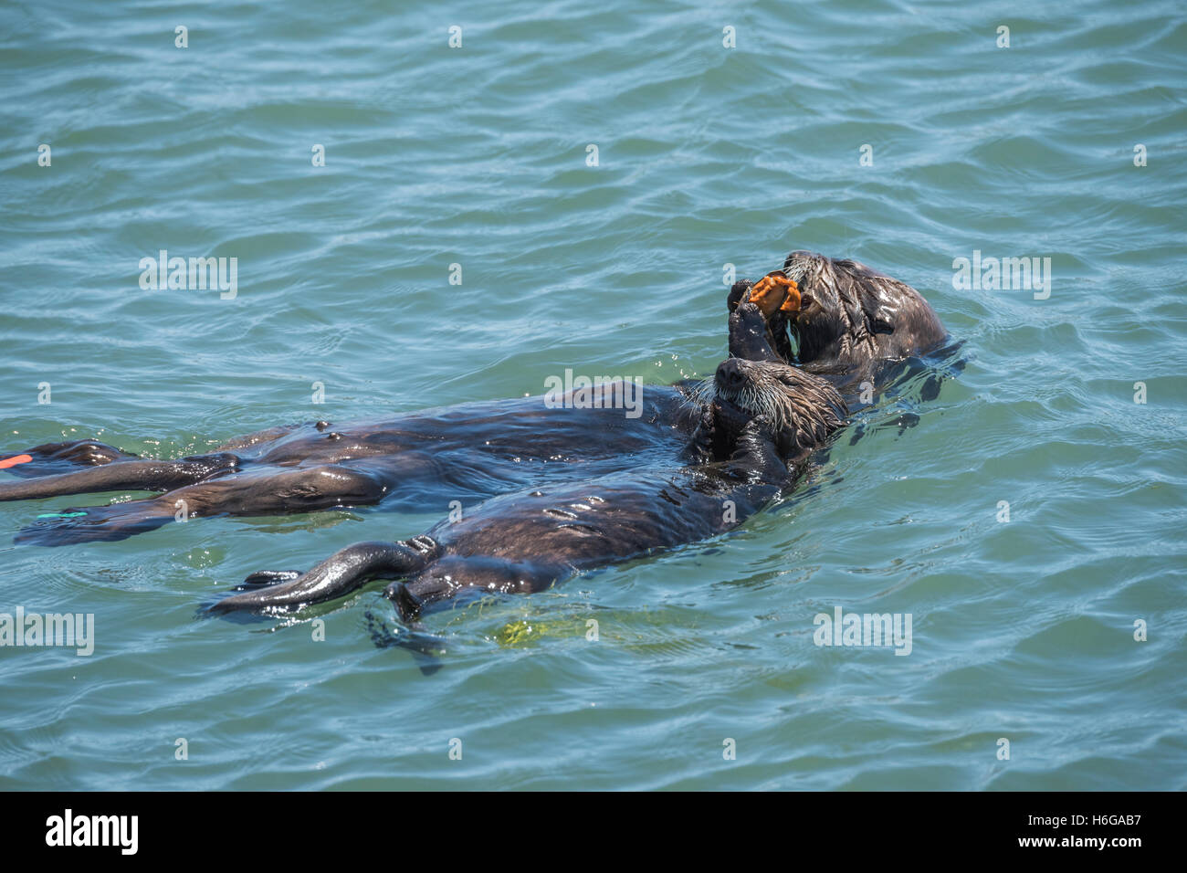 southern sea otter, Enhydra lutris nereis, mother and pup share a meal of mussels, Elkhorn Slough, California, USA Stock Photo