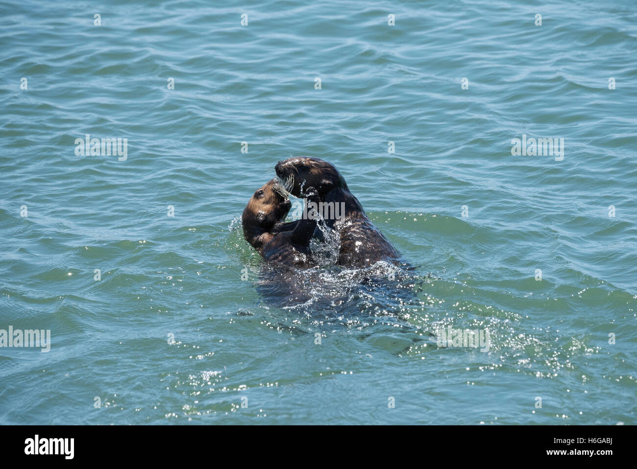 southern sea otters, Enhydra lutris nereis large pup (left) and young male playing, Elkhorn Slough, California, USA Stock Photo