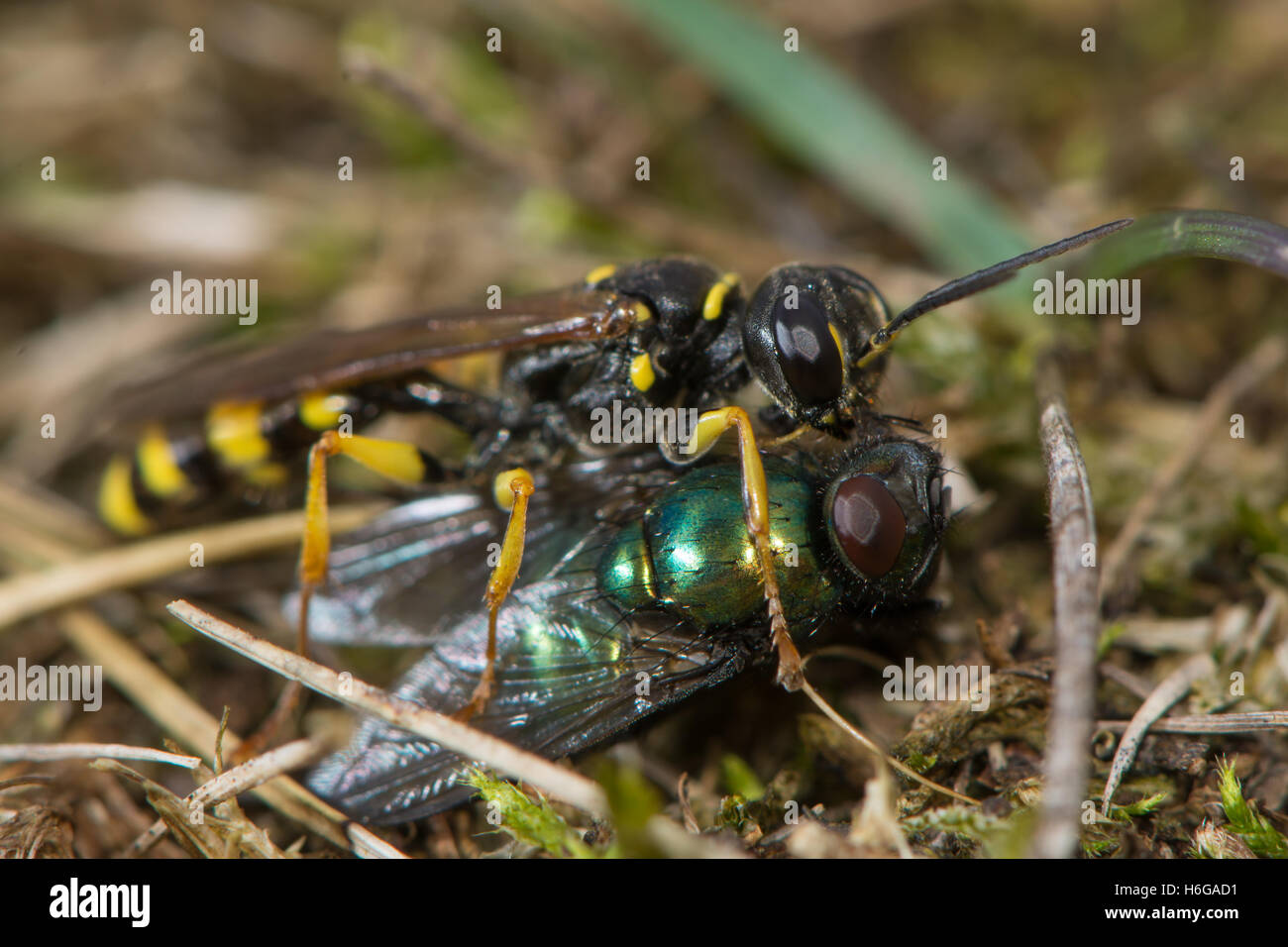 Field digger wasp (Mellinus arvensis) with fly prey. A common digger wasp in the family Crabronidae, with paralysed fly Stock Photo