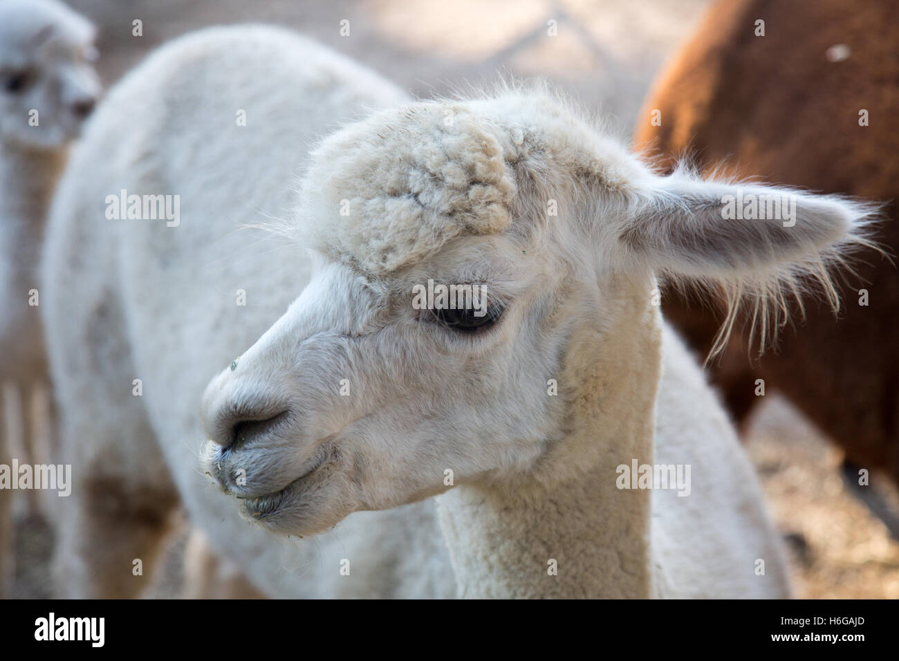 alpaca (Vicugna pacos) on a farm in New south wales,Australia Stock Photo