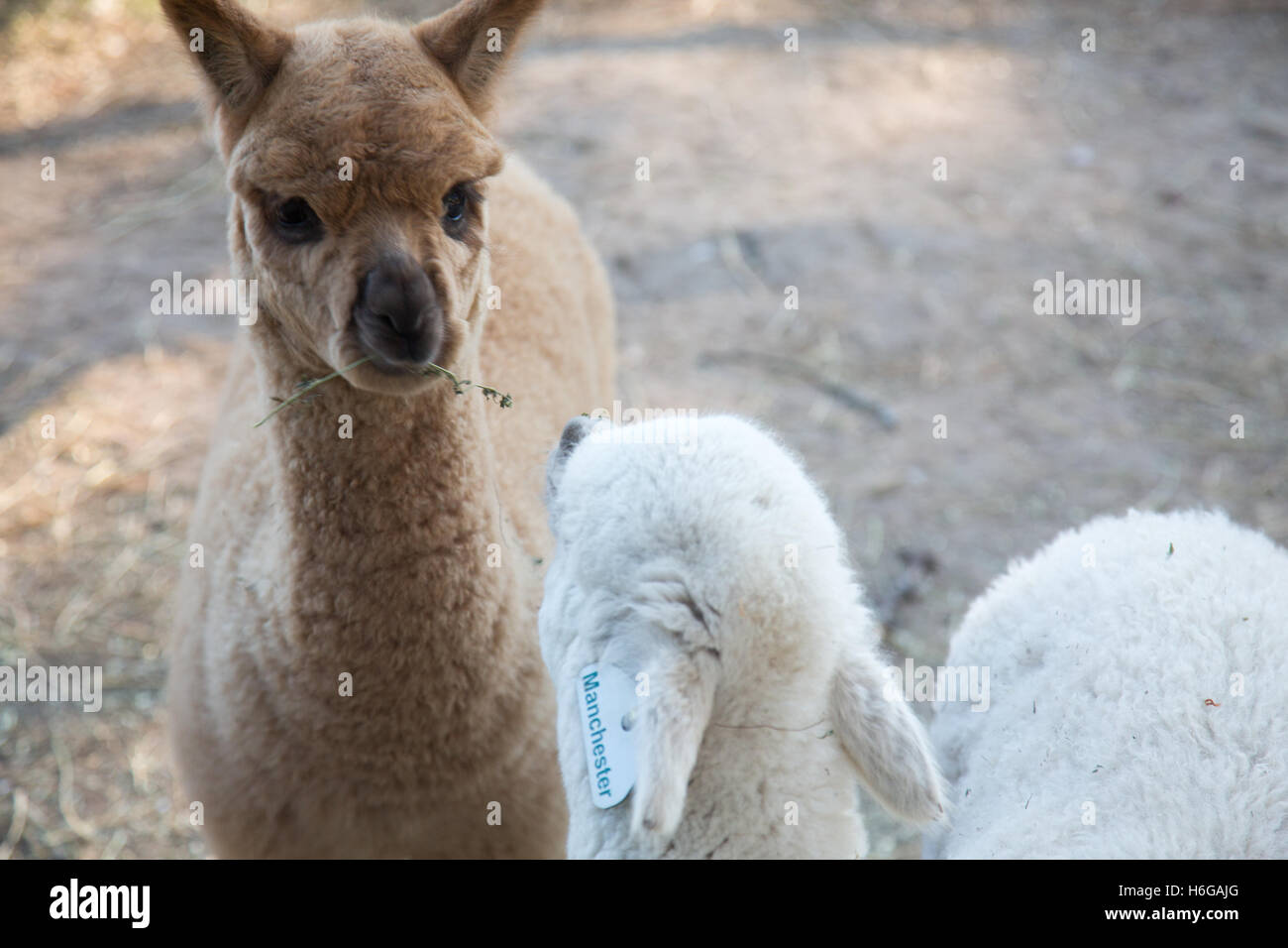 alpaca (Vicugna pacos) on a farm in New south wales,Australia Stock Photo