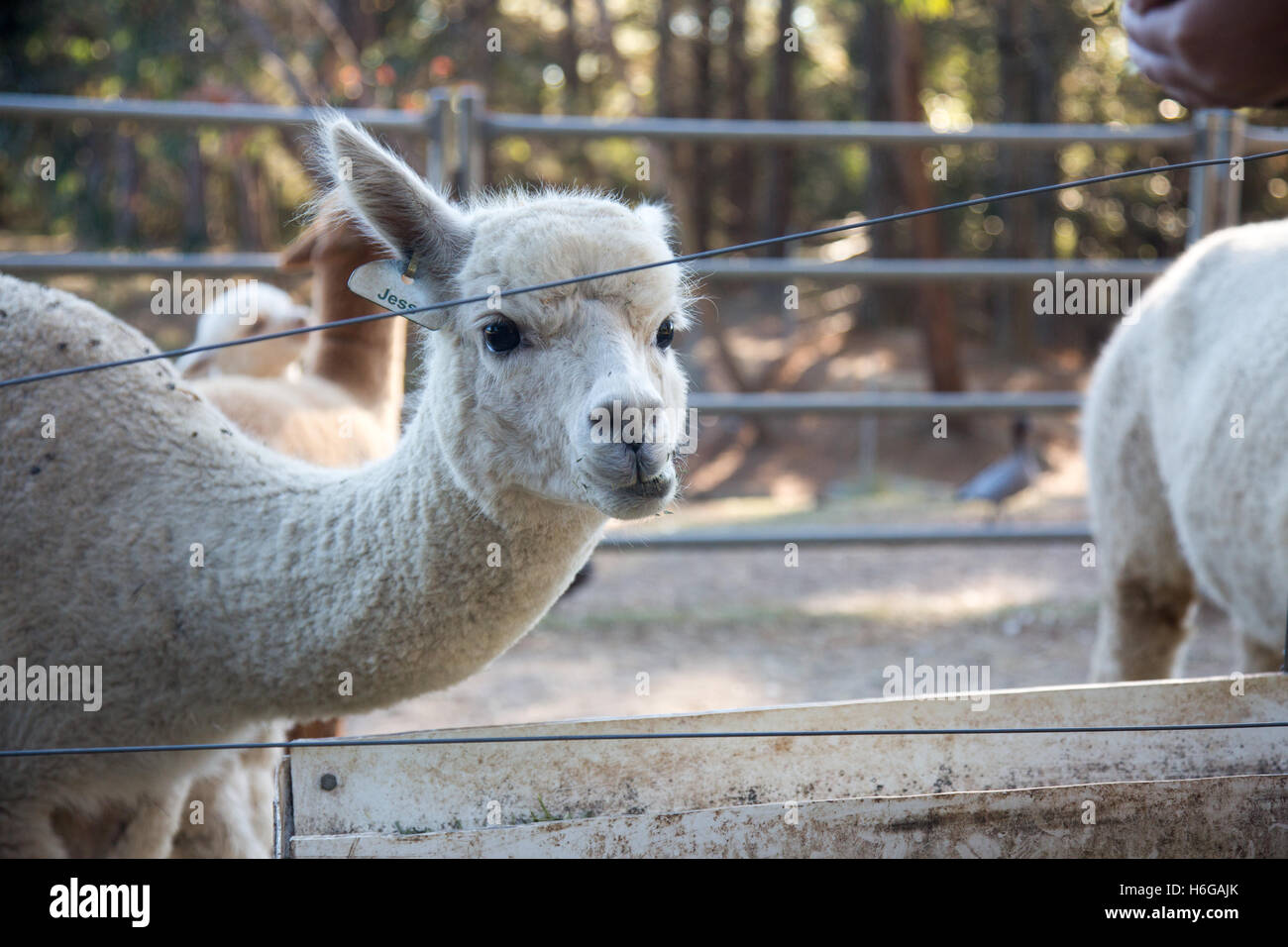 alpaca (Vicugna pacos) on a farm in New south wales,Australia Stock Photo