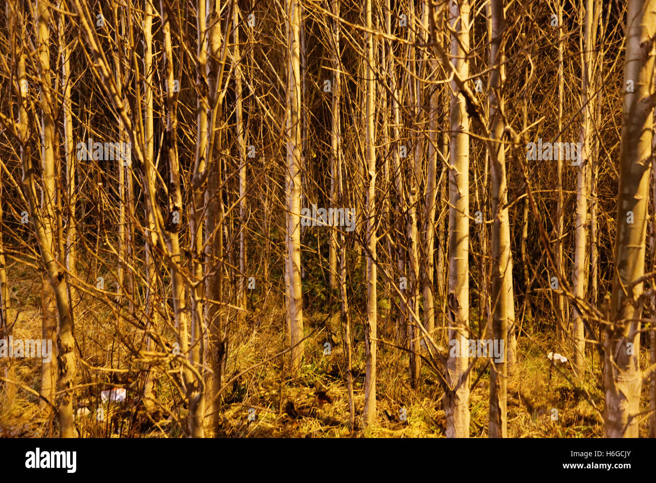 Autumn foliage trees golden leaves patterns and color Stock Photo - Alamy