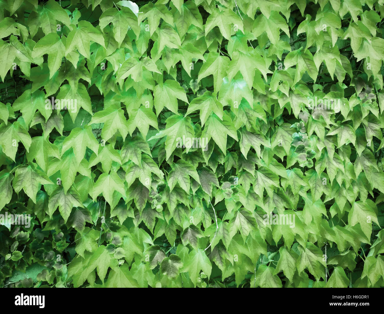 ivy leaves background -  green nature background Stock Photo