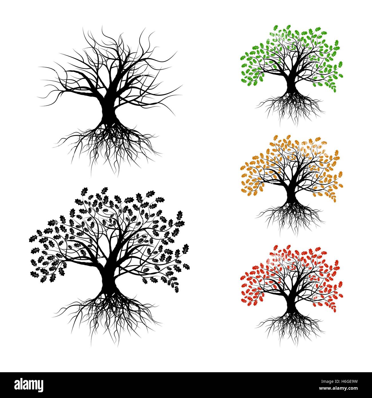 White oak tree Stock Vector Images - Alamy