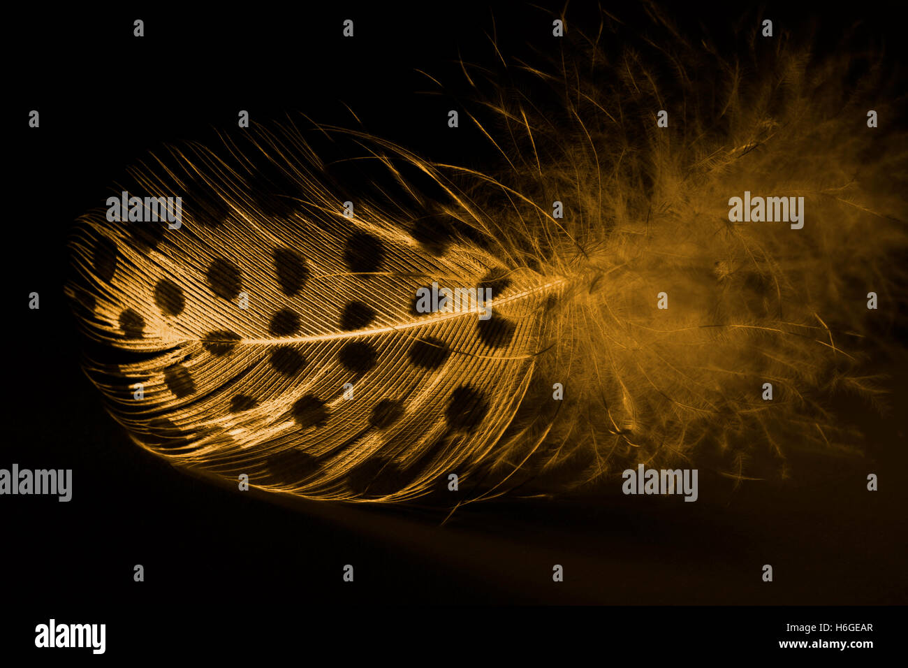 A golden feather with black dots on a black badground Stock Photo