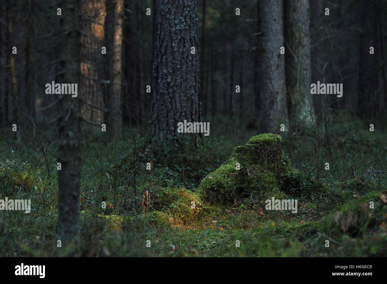 Old, overgrown with moss stump in a mysterious forest. Stock Photo