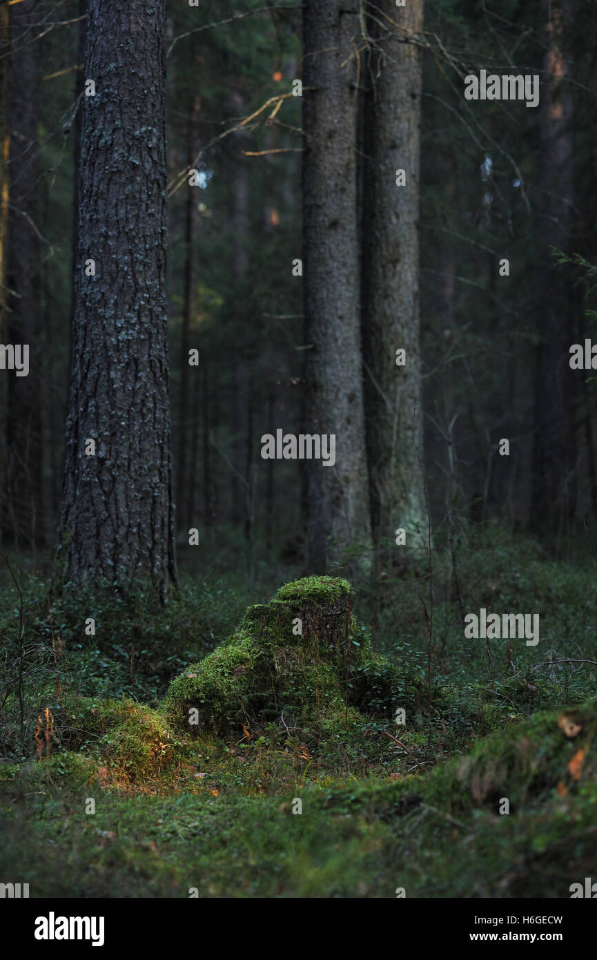 Old, overgrown with moss stump in a mysterious forest. Stock Photo