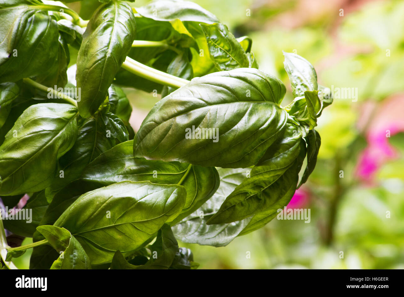 Genovese basil Ocimum basilicum mammoth plant Stock Photo Alamy