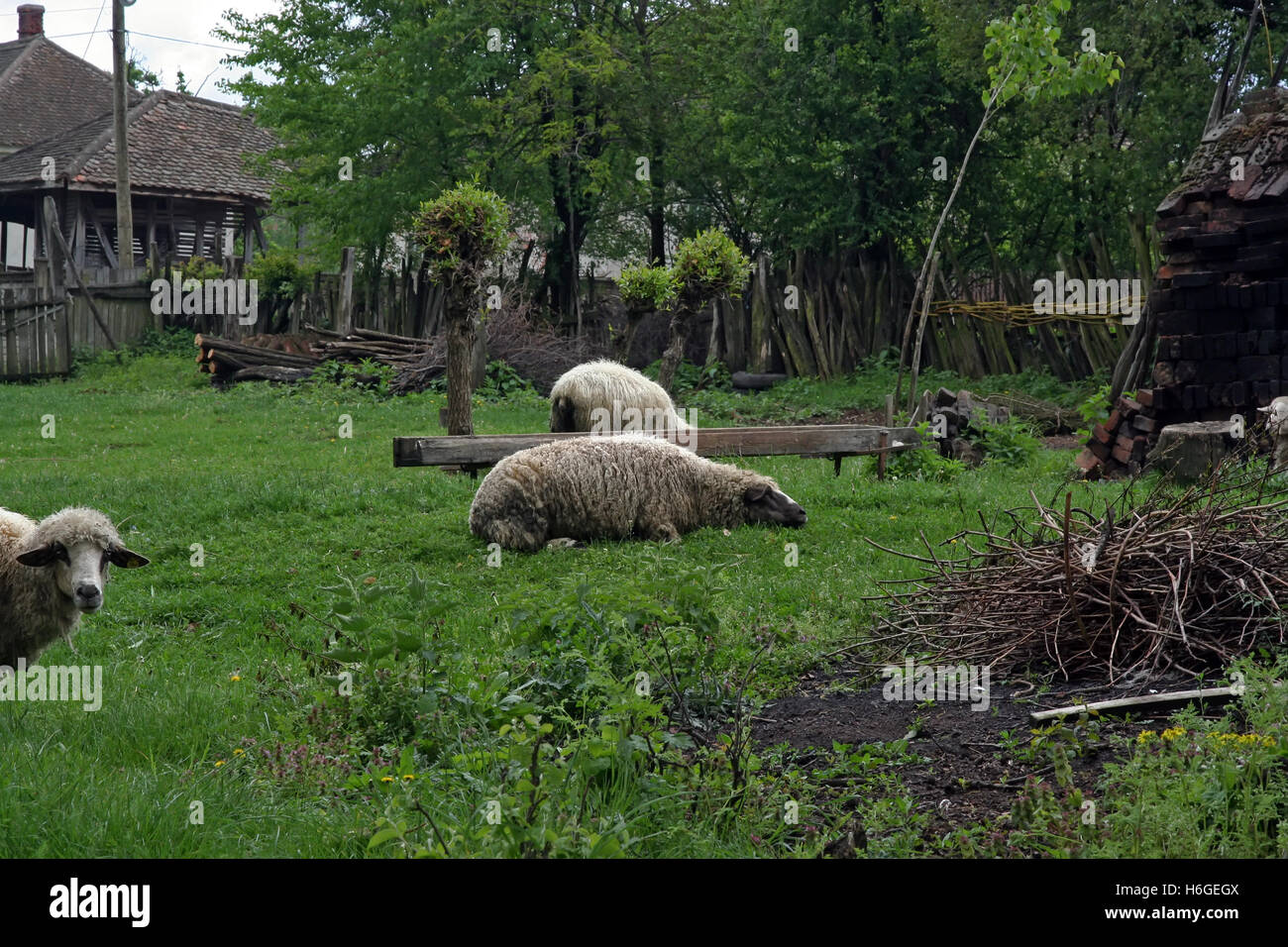 Sheep herd grazing. Sheep on the meadow Stock Photo - Alamy