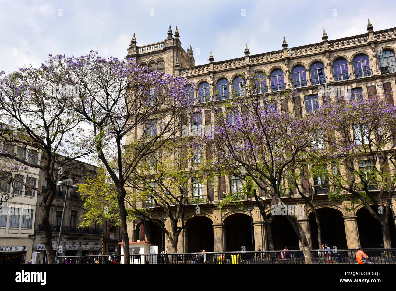 Jacaranda tree near government building on the Zocalo in the Centro neighborhood of Mexico City, Mexico. Stock Photo