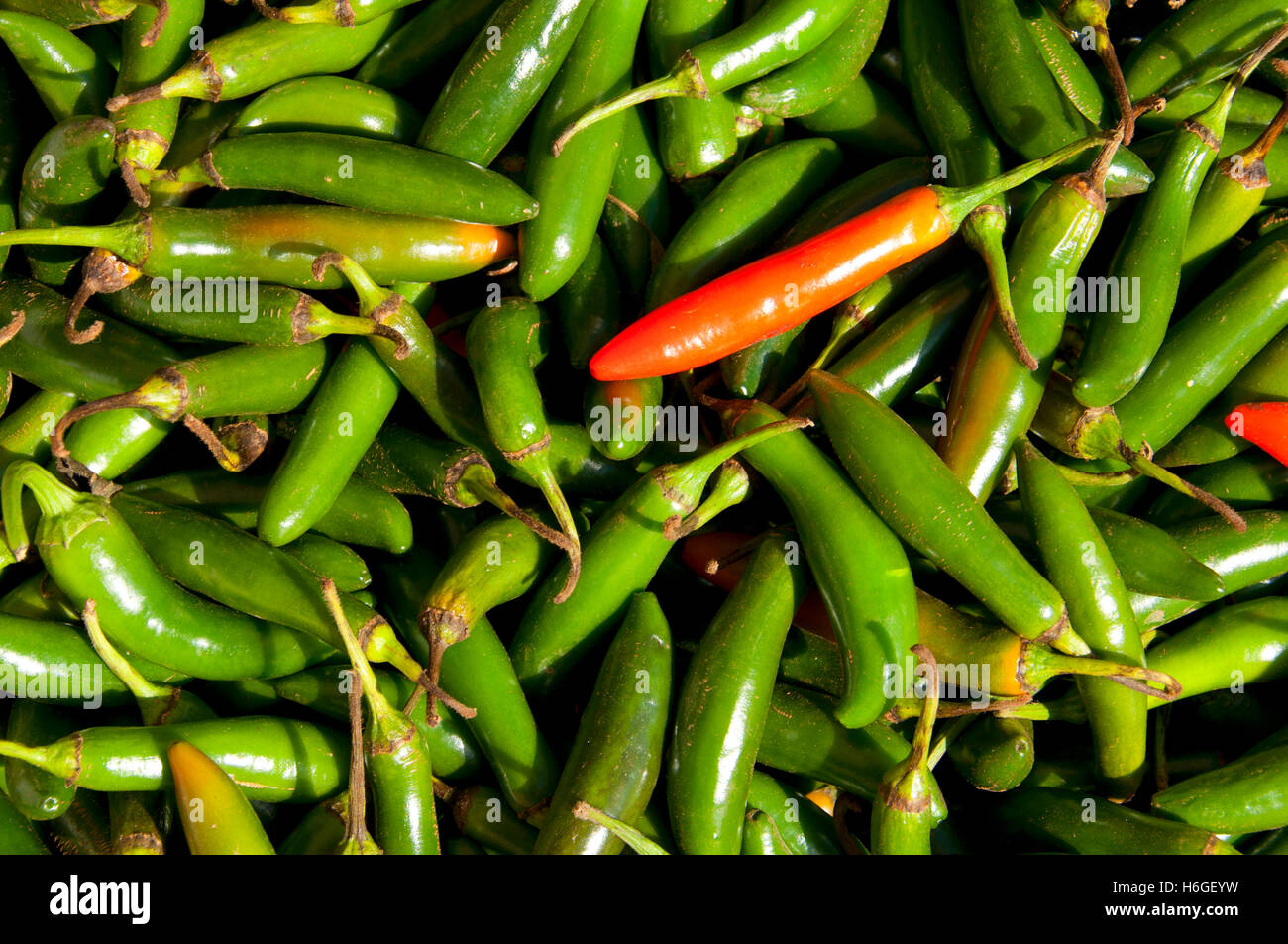 Serrano peppers, Farmer's Market, Rickreal, Oregon Stock Photo