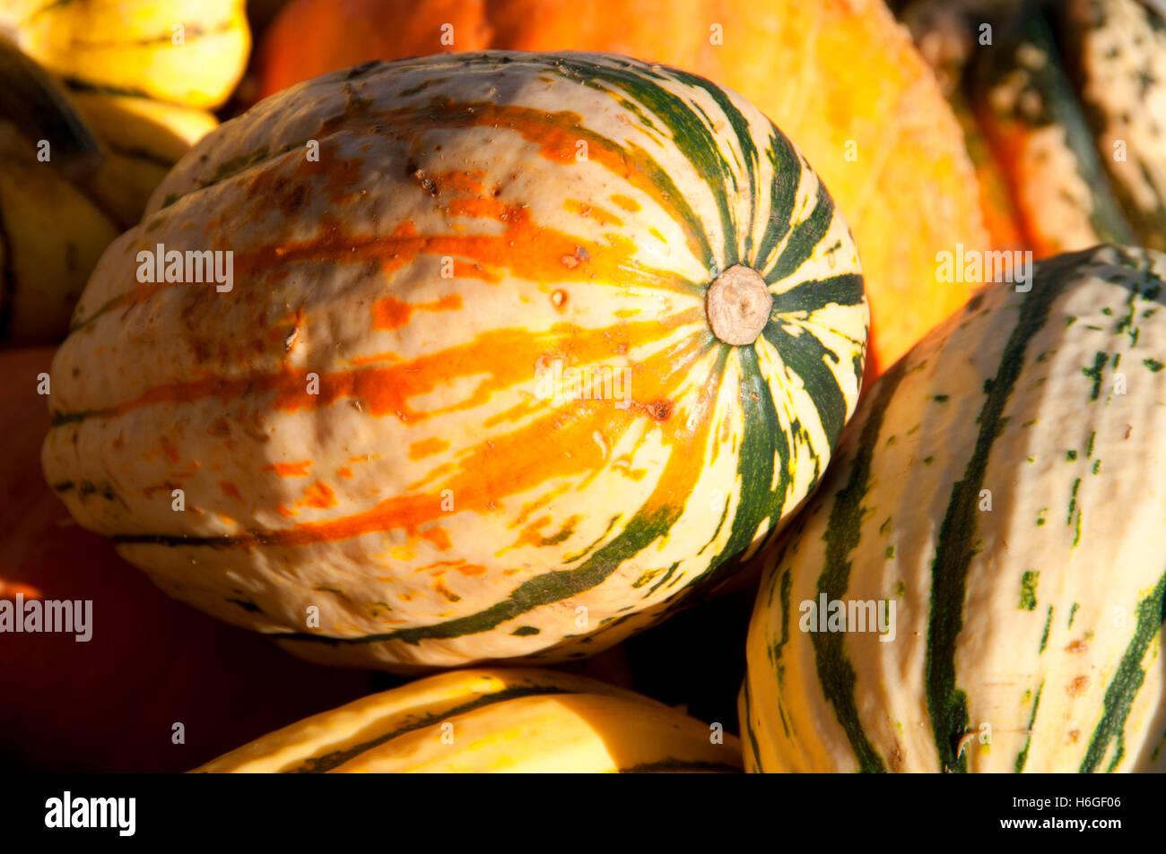 Delicata squash, Farmer's Market, Rickreal, Oregon Stock Photo