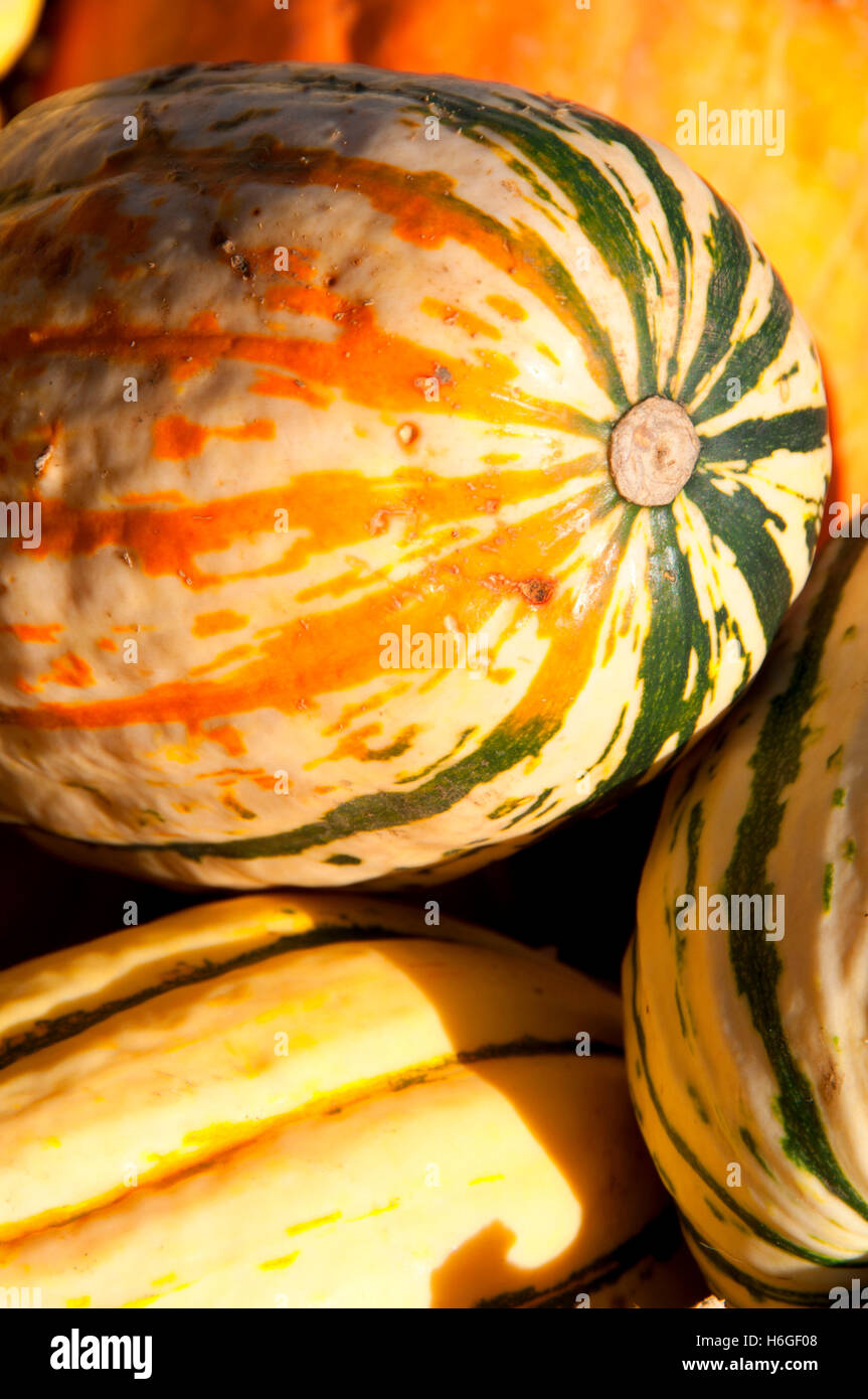 Delicata squash, Farmer's Market, Rickreal, Oregon Stock Photo