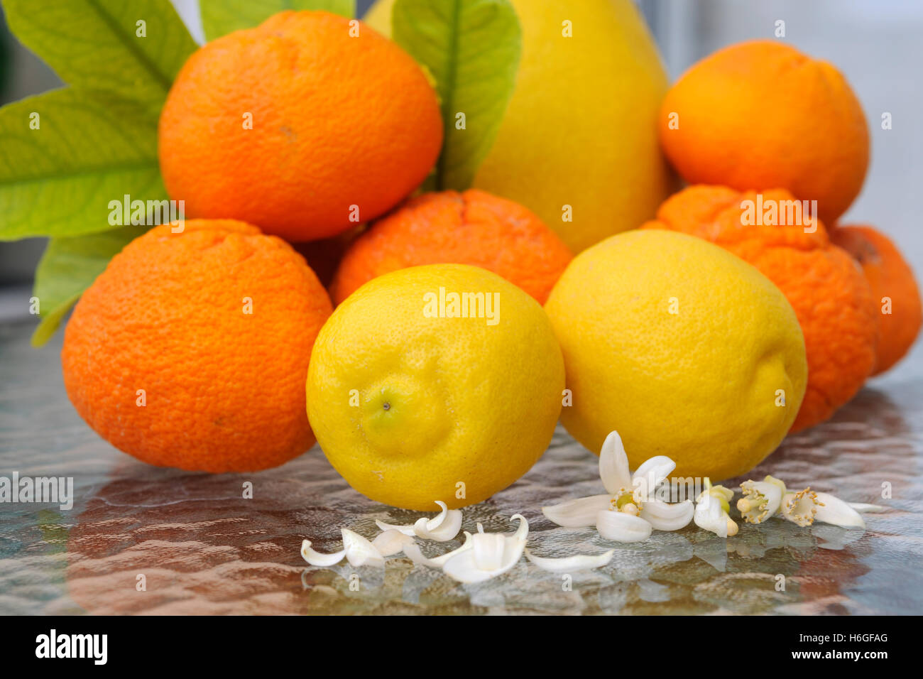 Hesperidium Fruit High Resolution Stock Photography And Images Alamy