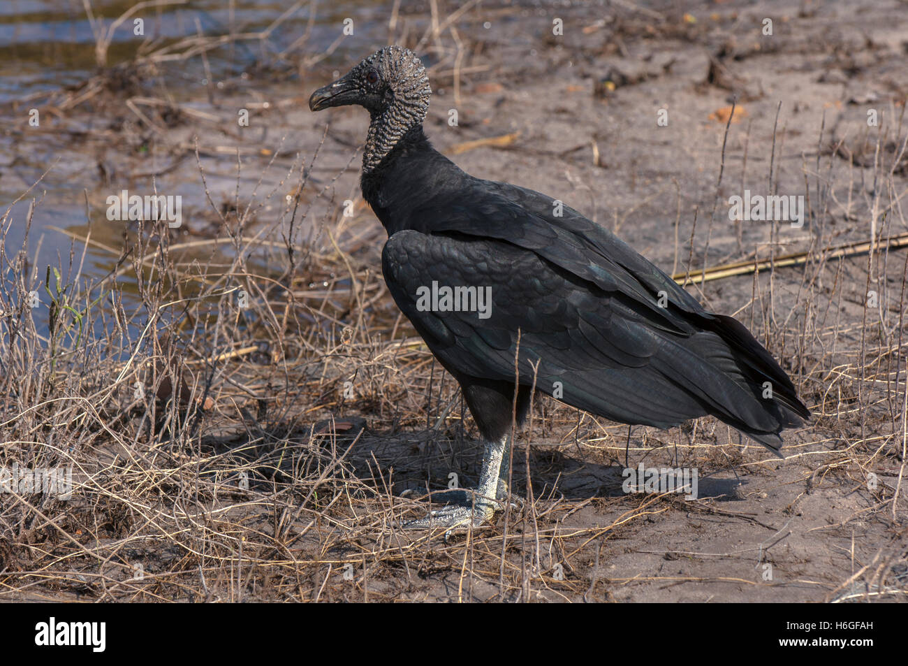 Black Vulture standing in profile near the edge of a river Stock Photo