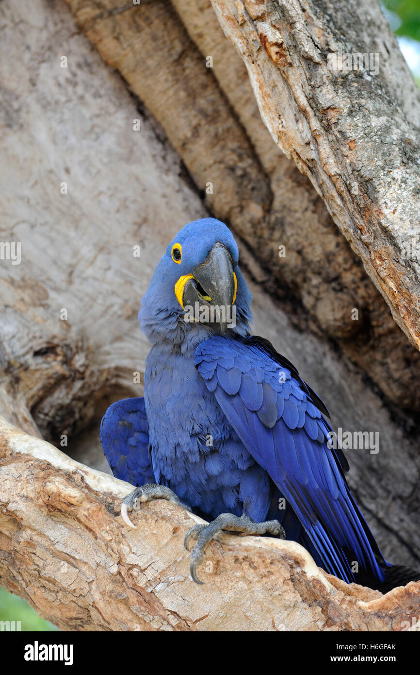 Hyacinth Macaw at its nest hole in a tree Stock Photo
