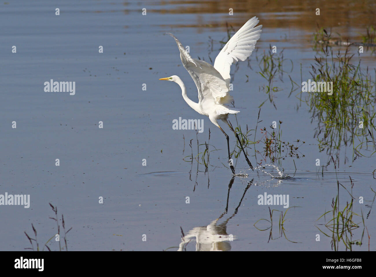 White great egret, egretta alba, in taking off  in flight in a swamp with reflections in water Stock Photo