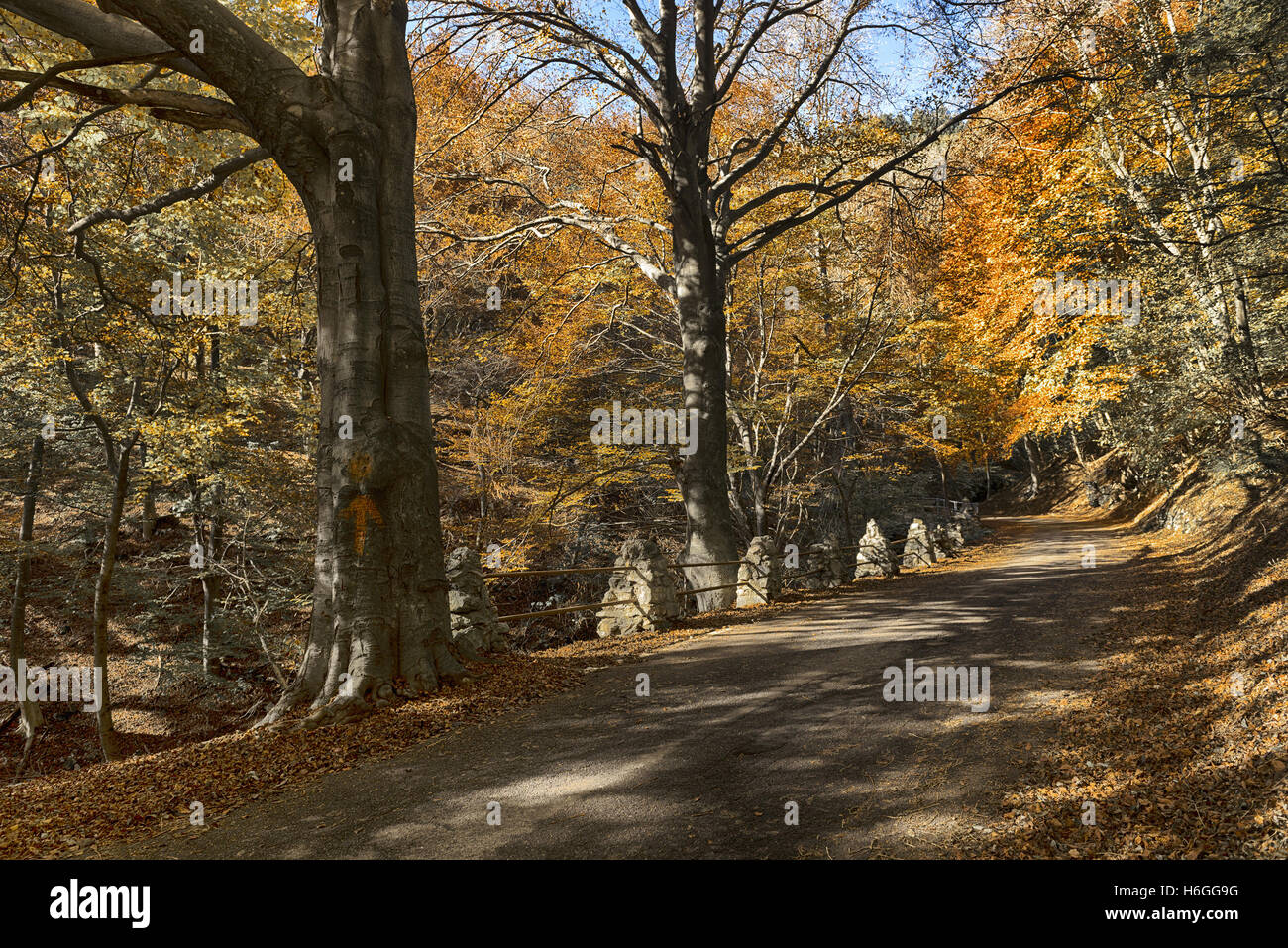Hot colors in the forest regional park of Campo dei Fiori Varese, Autumn season Stock Photo