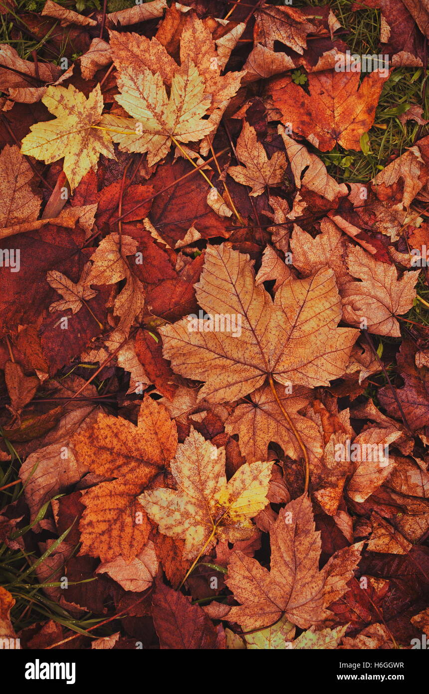 closeup of the autumn leaves Stock Photo - Alamy