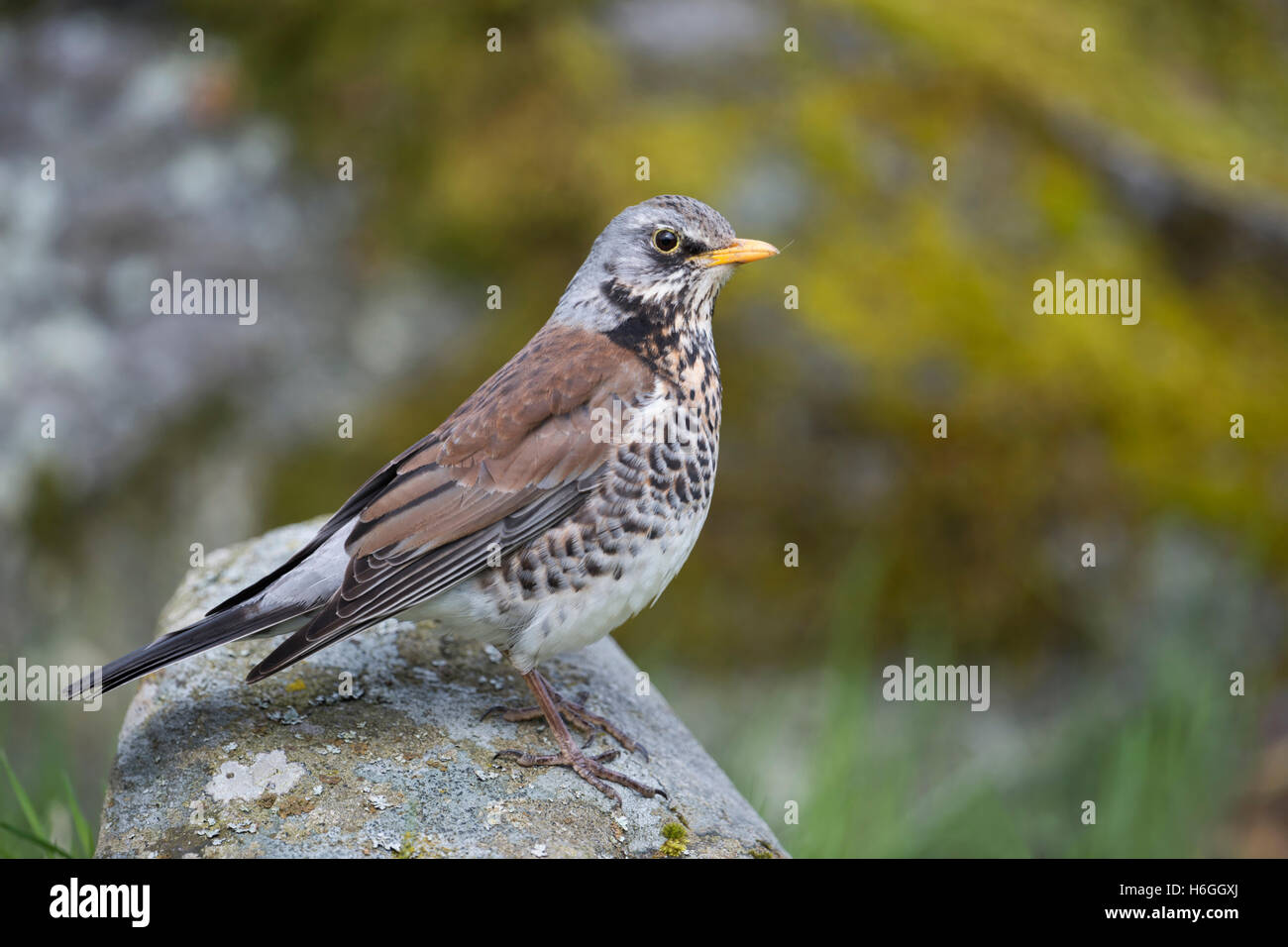 Fieldfare / Wacholderdrossel ( Turdus pilaris ),in colorful breeding dress, perched on a rock, close-up, nice colors, side view. Stock Photo