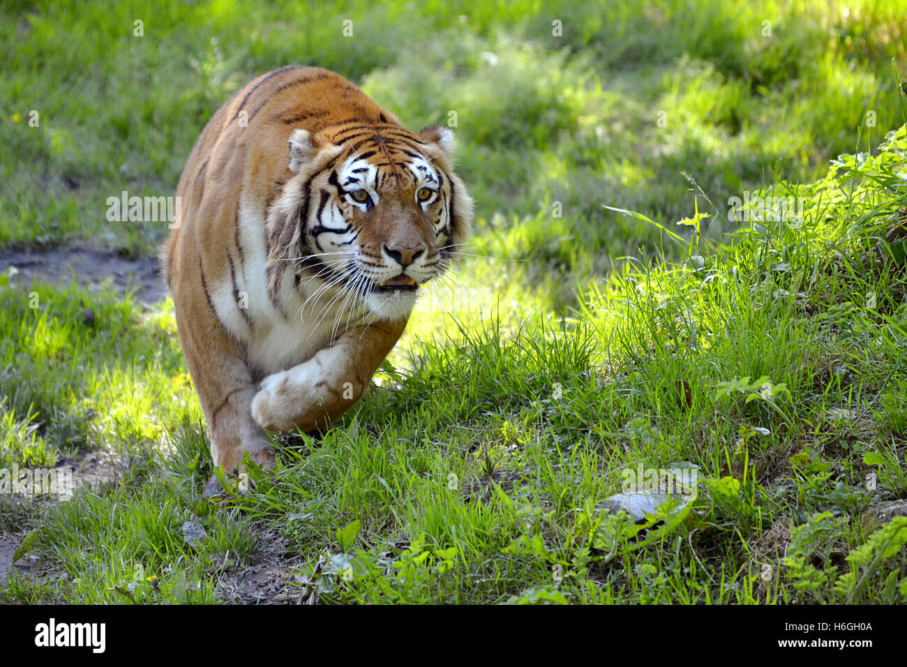 Tiger (Panthera tigris) on grass seen from front in attack position Stock Photo