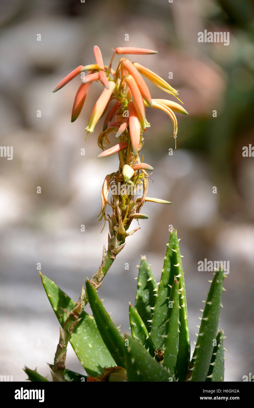 Closeup orange aloe flower (Aloe mitriformis) Stock Photo