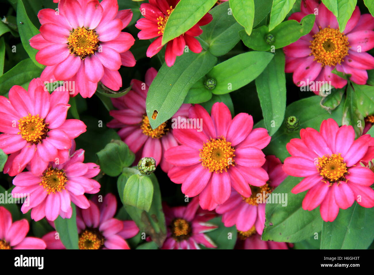 Pink flowers yellow center hi-res stock photography and images - Alamy