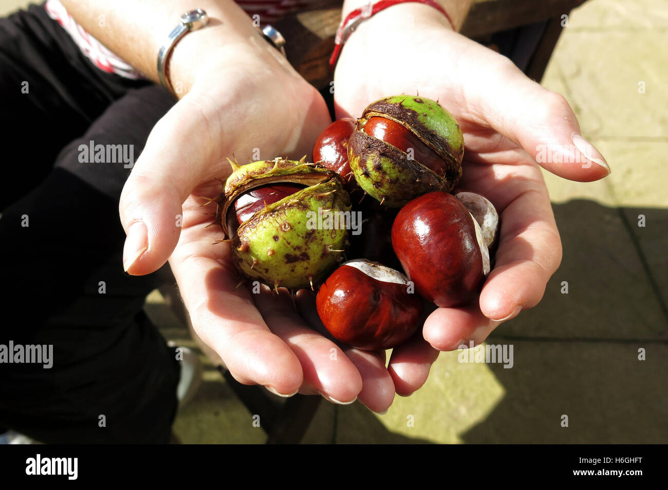 Freshly fallen conkers (Horse Chestnuts - Aesculus hippocastanum) some still in husks scooped up into woman's cupped hands Stock Photo