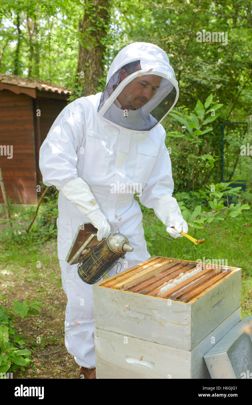 smoking the bees Stock Photo Alamy