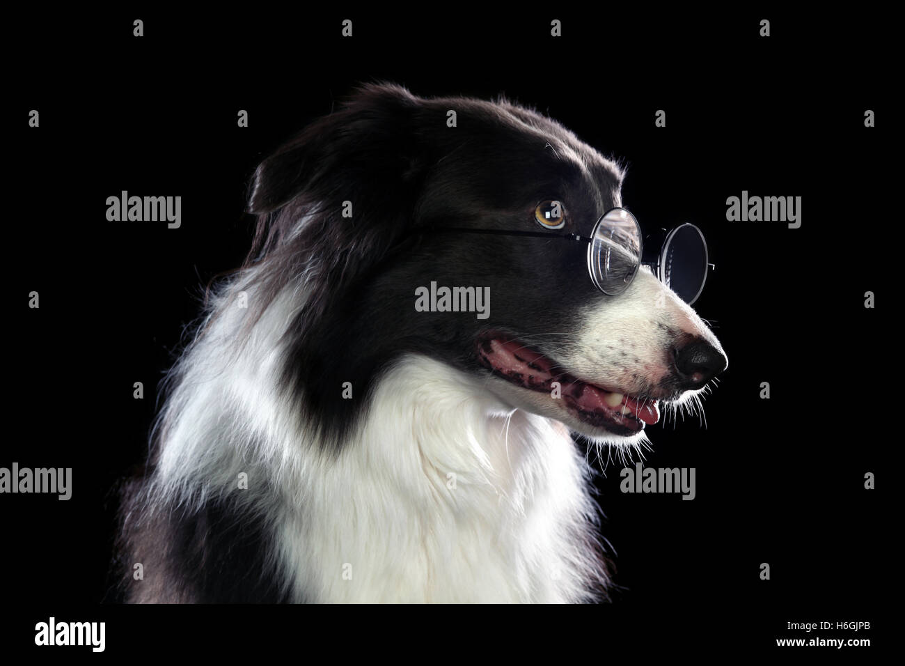 Smart border collie dog wearing glasses Stock Photo