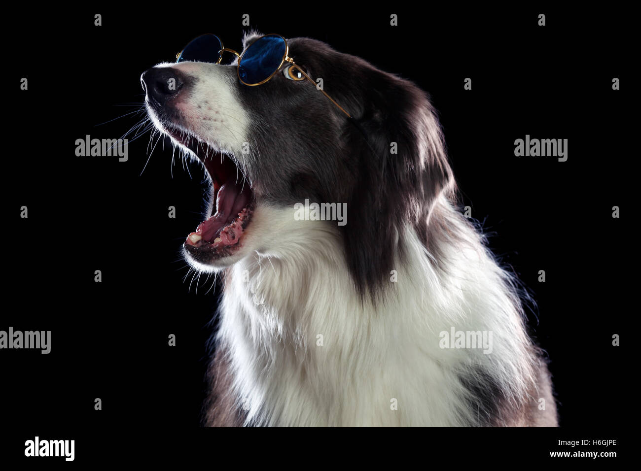 Beautiful border collie dog yawning Stock Photo