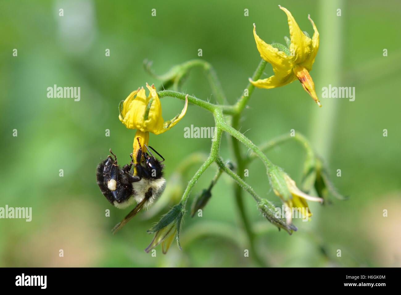 Common Eastern bumble bee (Bombus impatiens) buzz pollinating tomato flower (Solanum sp.). Stock Photo