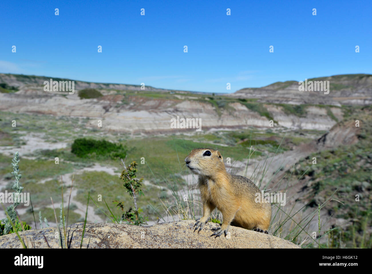 Richardson's Ground Squirrel - Urocitellus richardsonii Stock Photo - Alamy