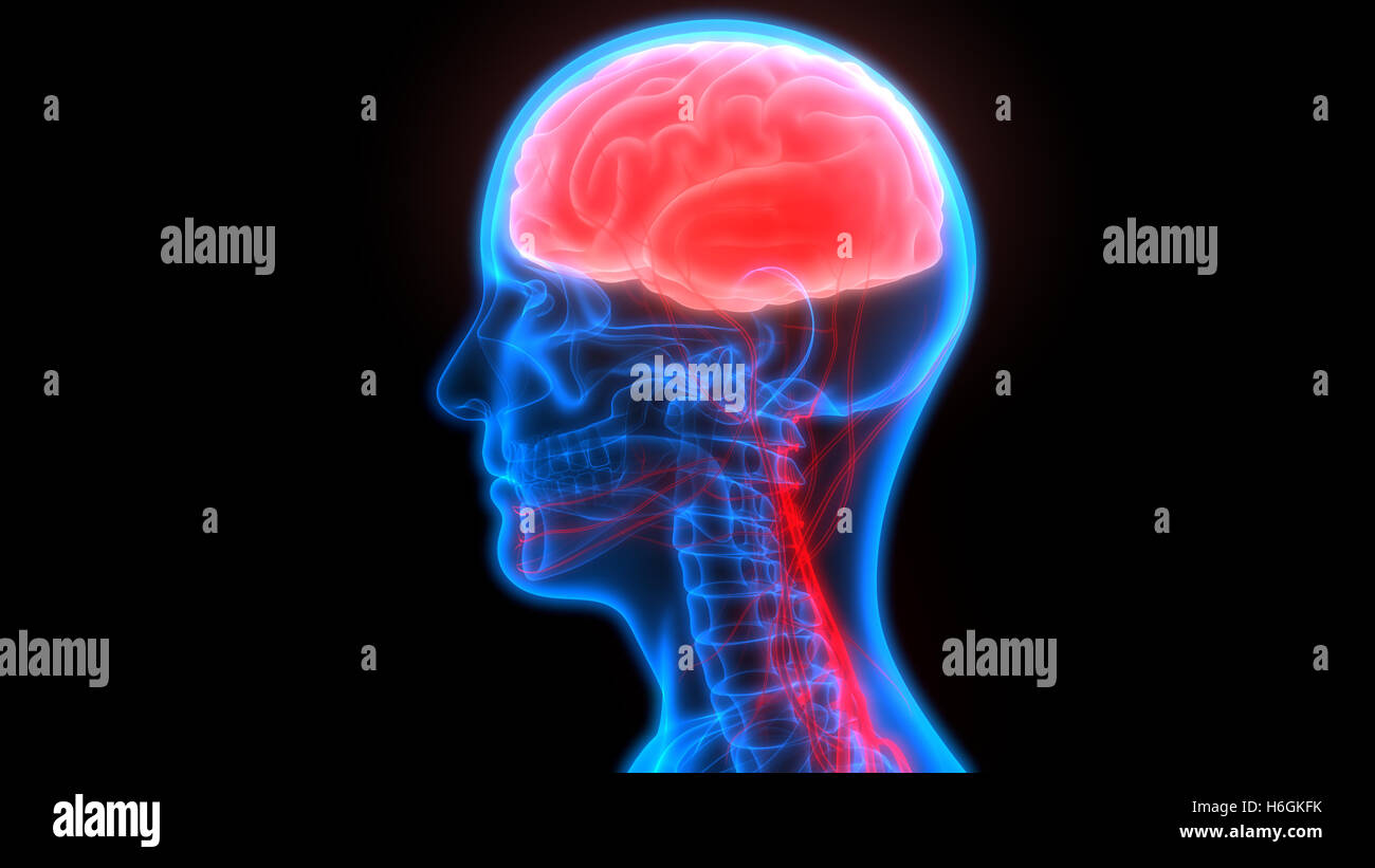 Xray Brain Connect Stock Illustration - Download Image Now - Telepathy,  Human Nervous System, The Human Body - iStock