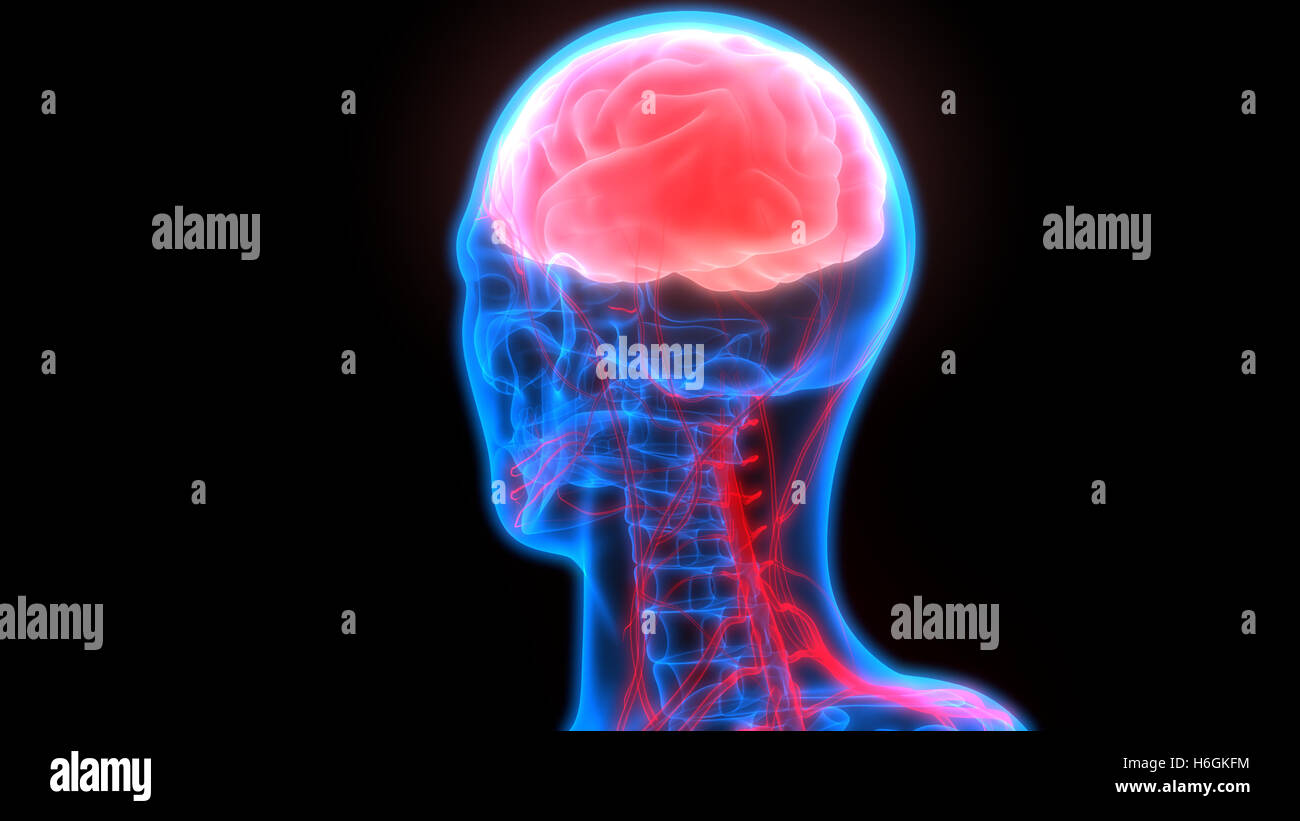 Human Brain with Nervous system Anatomy Stock Photo - Alamy
