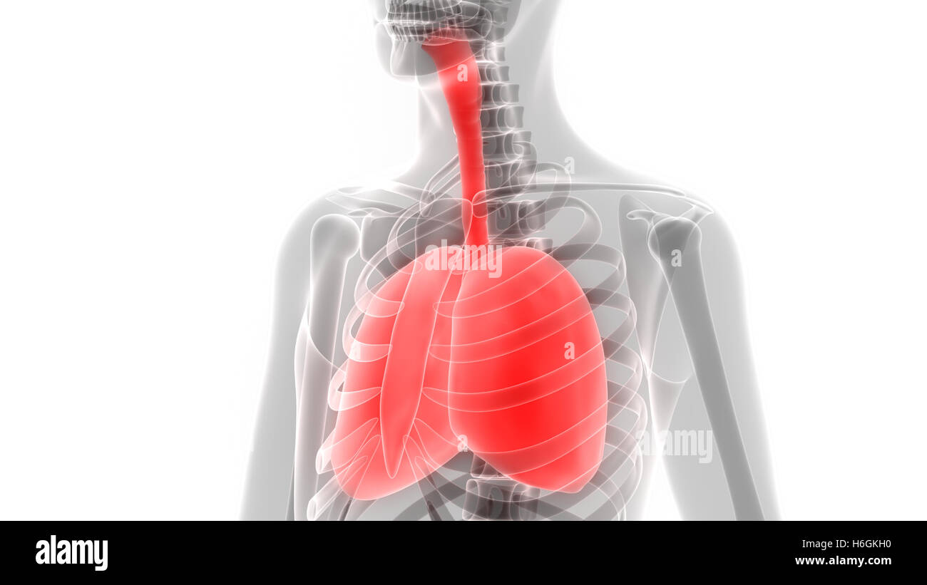 Human Respiratory System Lungs Anatomy Stock Photo
