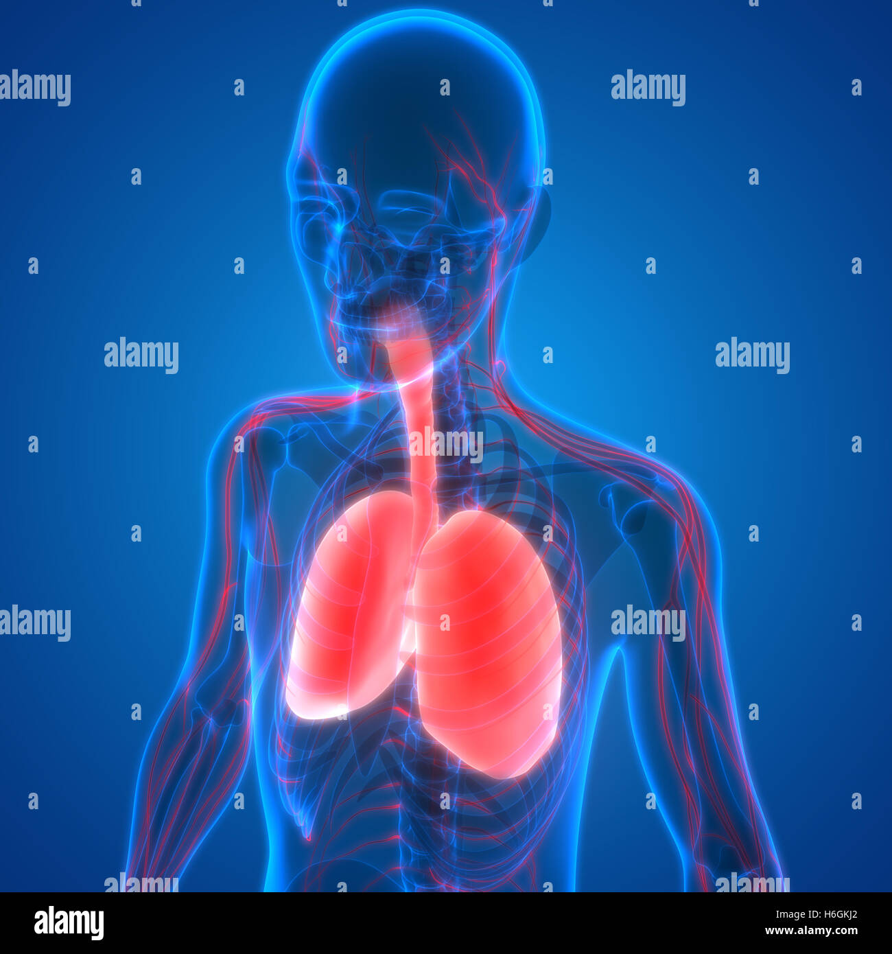Human Respiratory System Lungs with Nervous System Anatomy Stock Photo