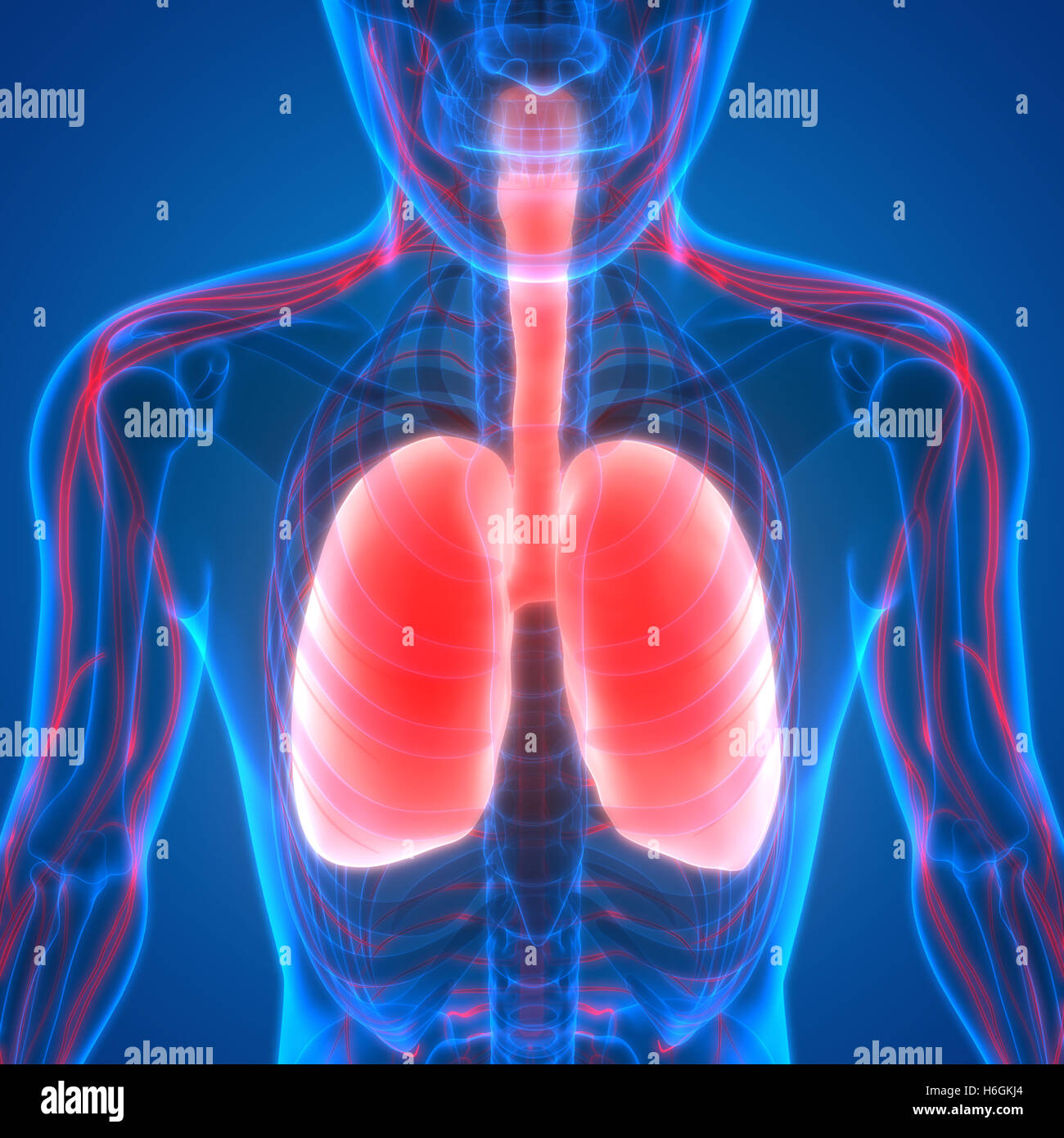 Human Respiratory System Lungs with Nervous System Anatomy Stock Photo