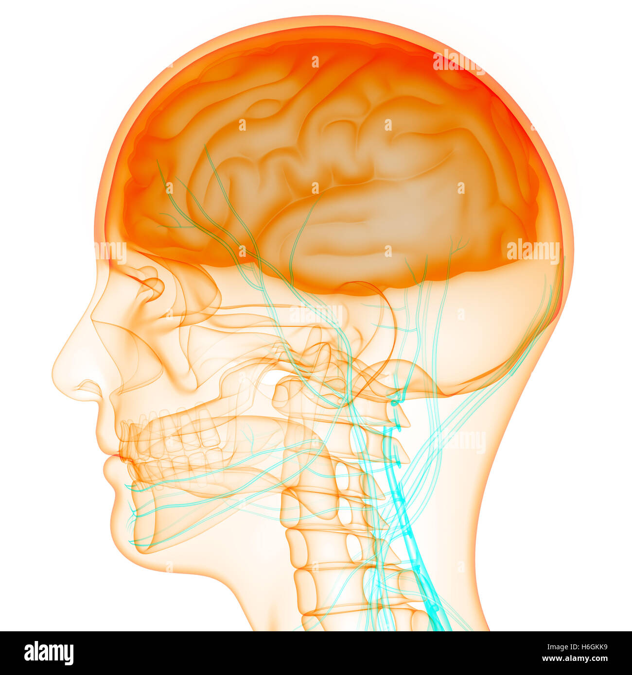 Human Brain with Circulatory System Anatomy Stock Photo
