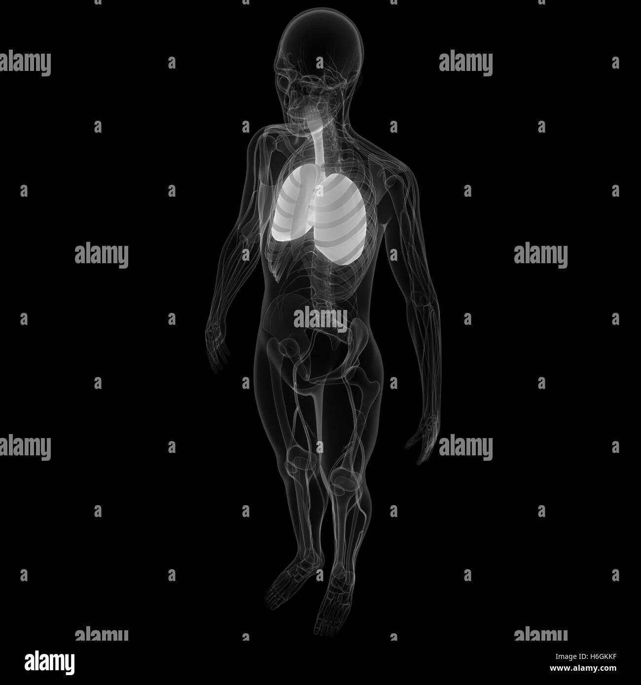 Anatomy male muscular system Black and White Stock Photos & Images - Alamy