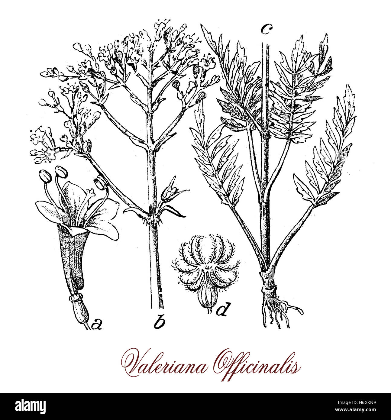 Valerian is a flowering plant with cluster of pink or white flowers