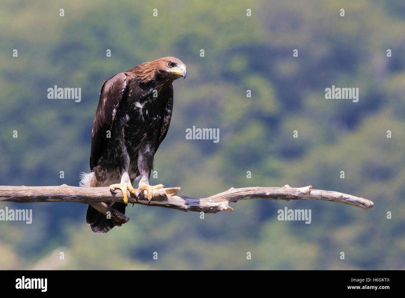 Golden Eagle Juvenile Stock Photos Golden Eagle Juvenile