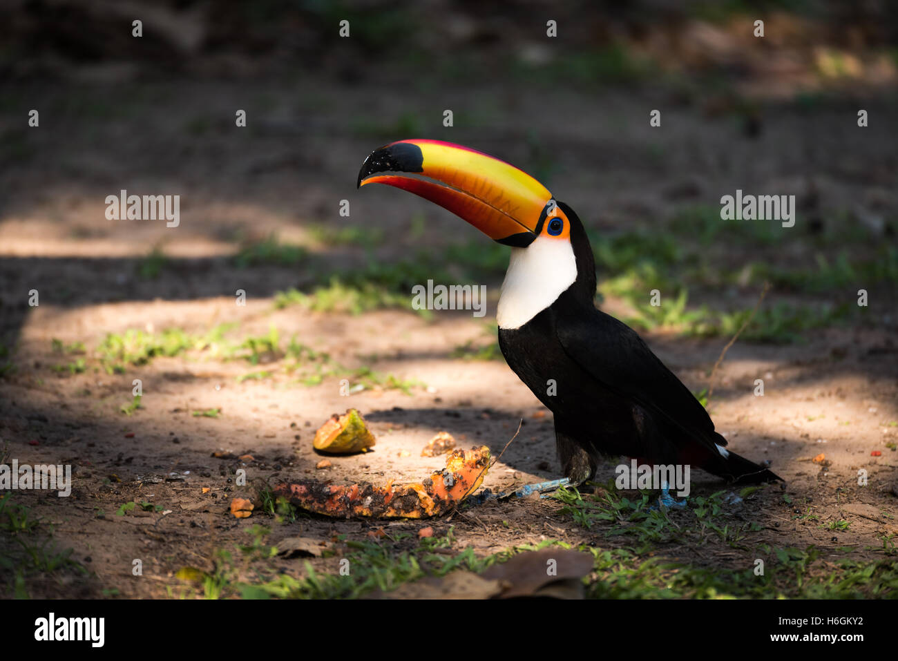 Bird eating papaya hires stock photography and images Alamy