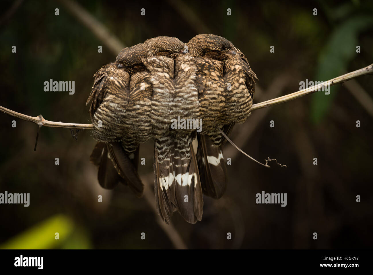 Three band-tailed nightjars squeezed together on branch Stock Photo